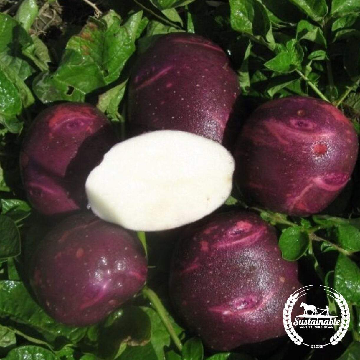 Potato Purple Viking