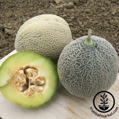 Green Nutmeg Melon