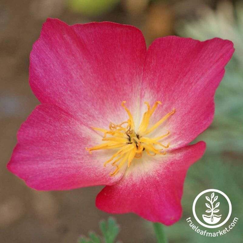 Carmine King California Poppy