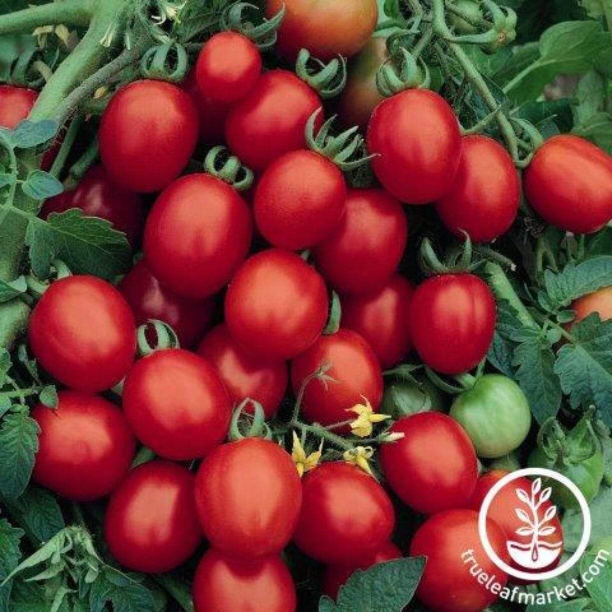 Sugar Plum Tomato