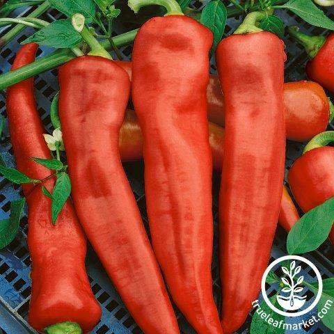 Santa Fe Garden Pepper