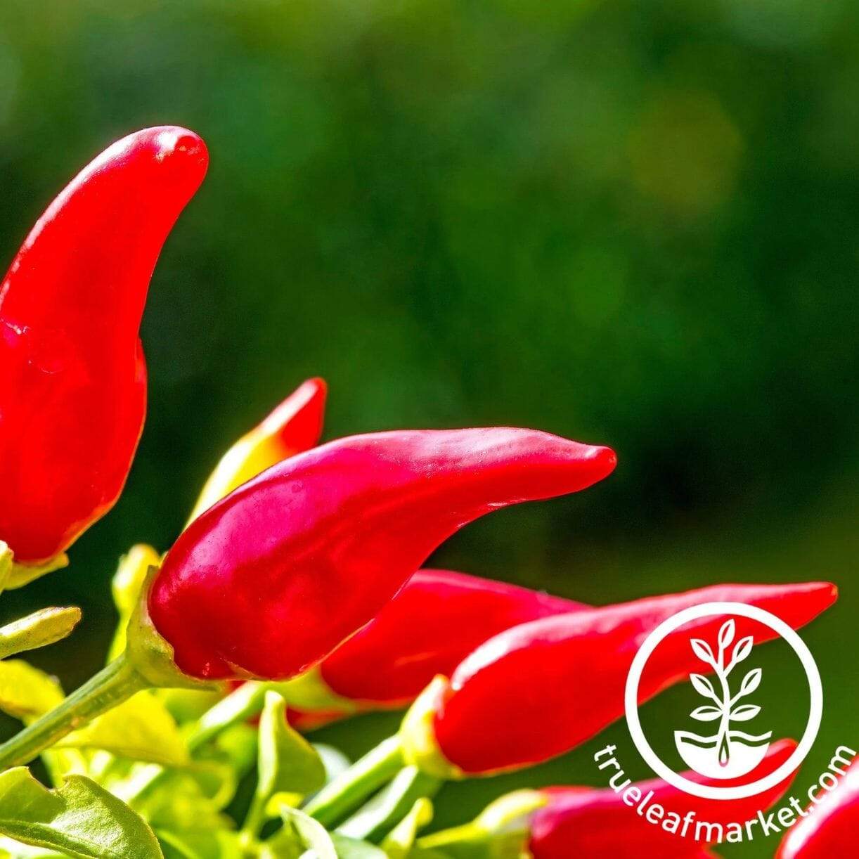 Fresno Chili Pepper