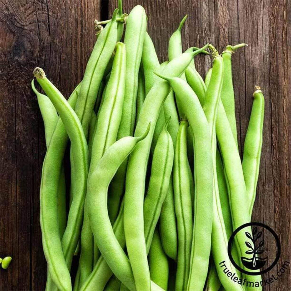 Contender Bean