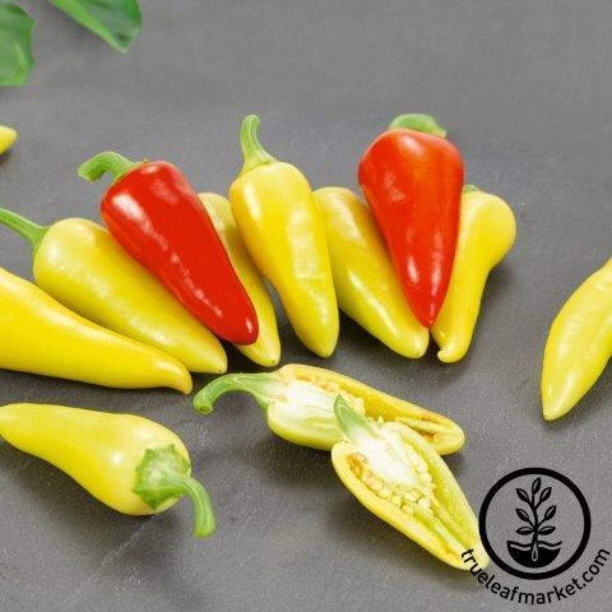 Dancing Spirits Pepper