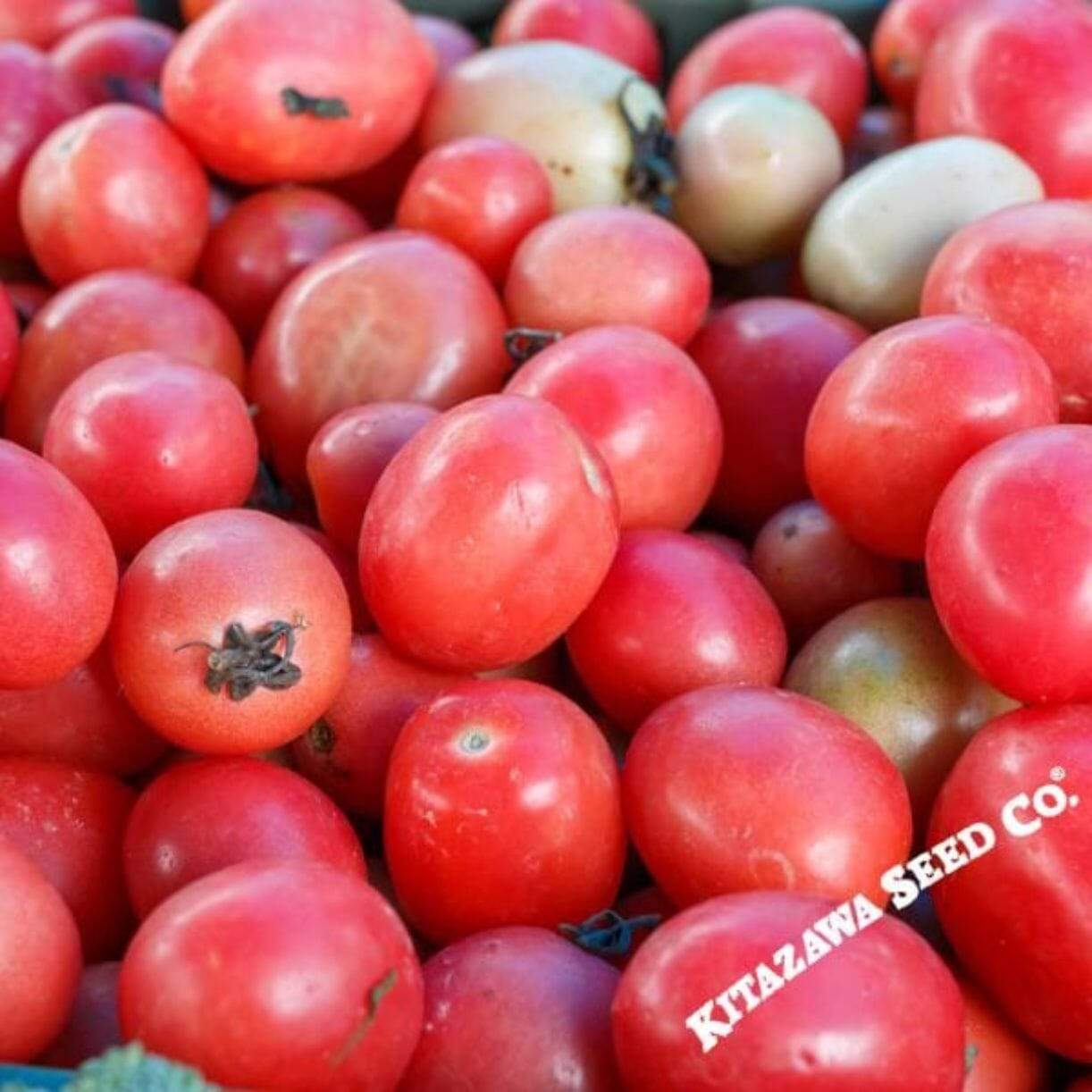 Pink Thai Egg Tomato