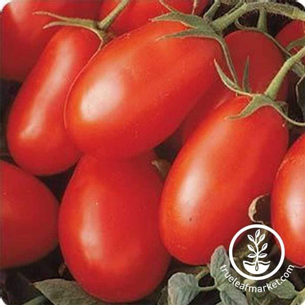 La Roma Iv Tomato