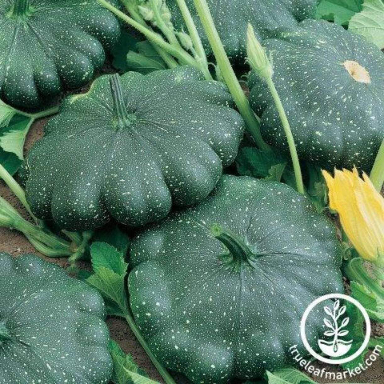 Total Eclipse Squash