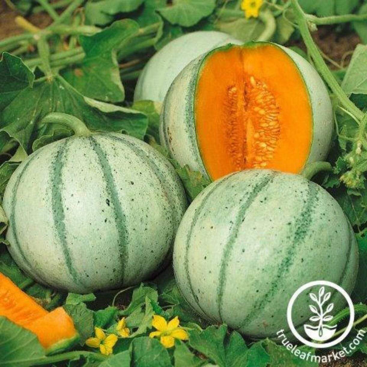 Aspire Melon
