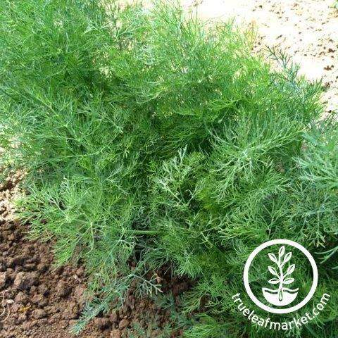 Dukat Dill