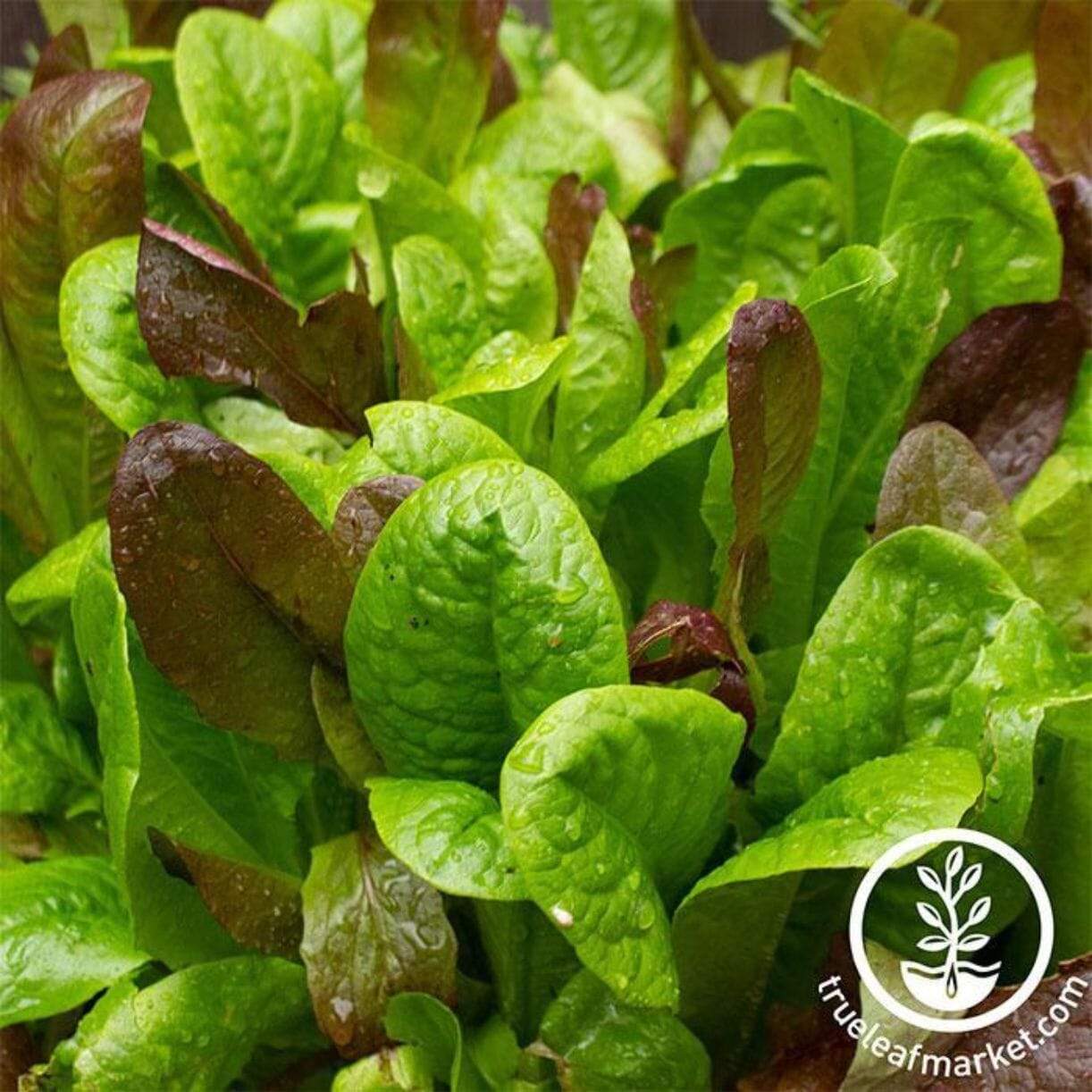 Gourmet Mixture Lettuce