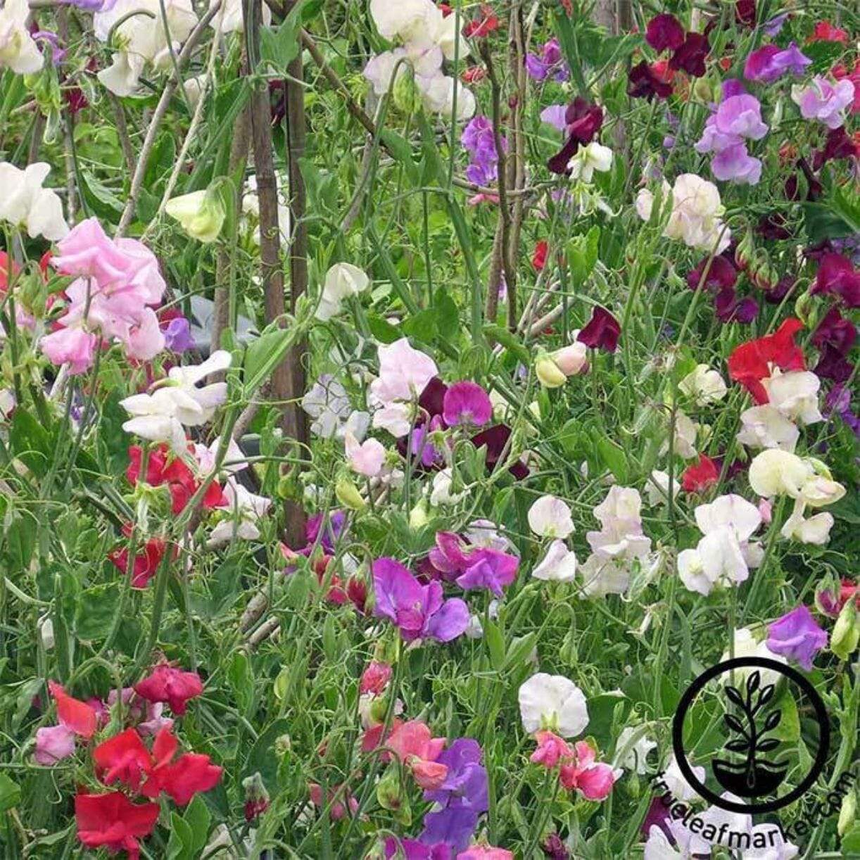 Knee High Mixture Sweet Pea