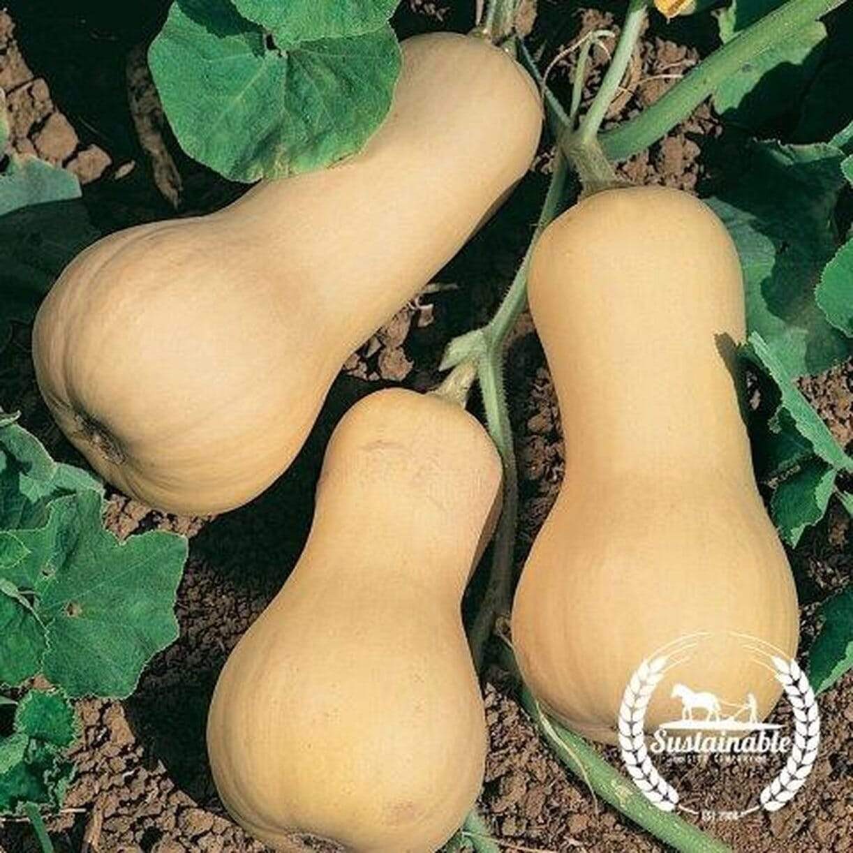 Pilgrim Squash