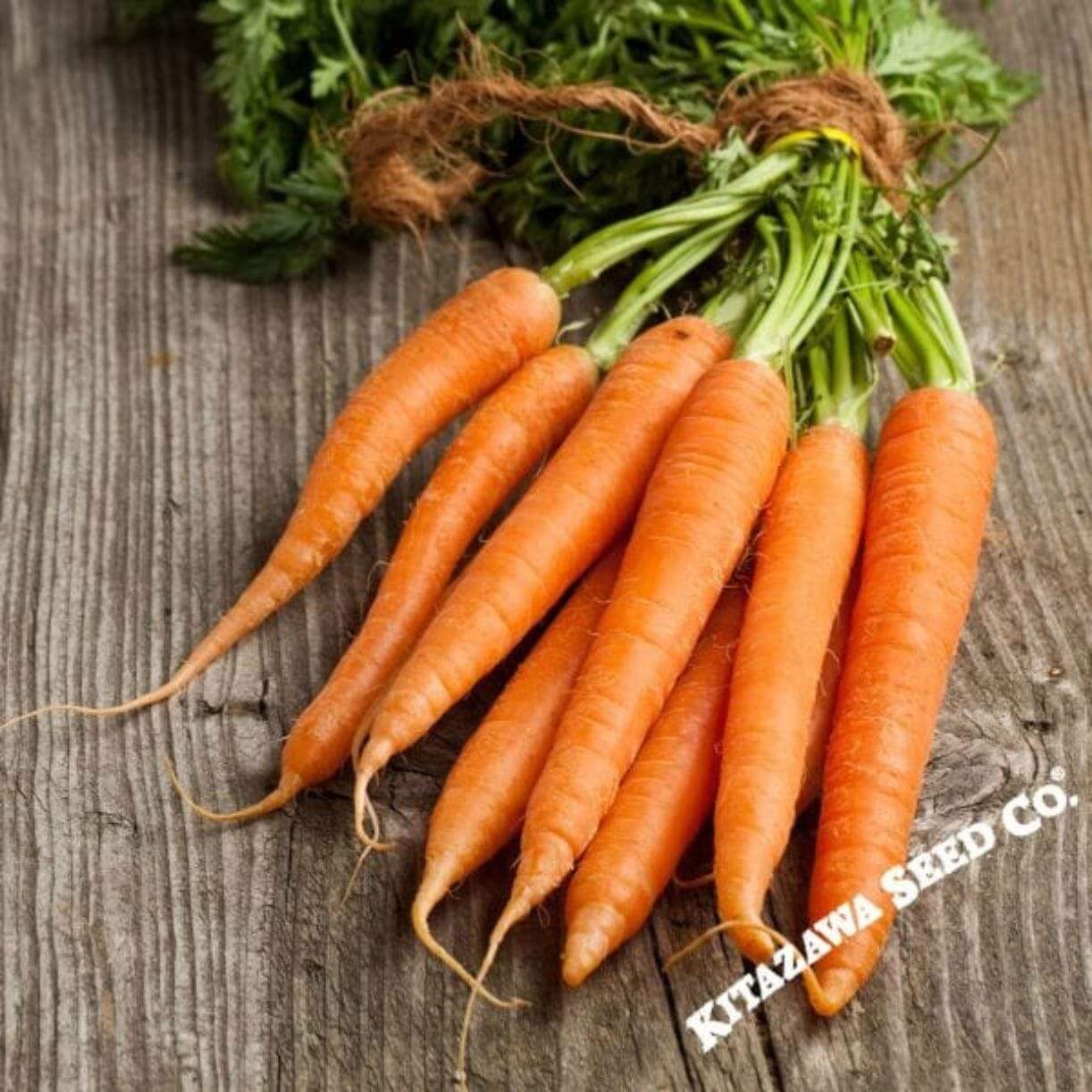 Kuroda Long 8" Carrot