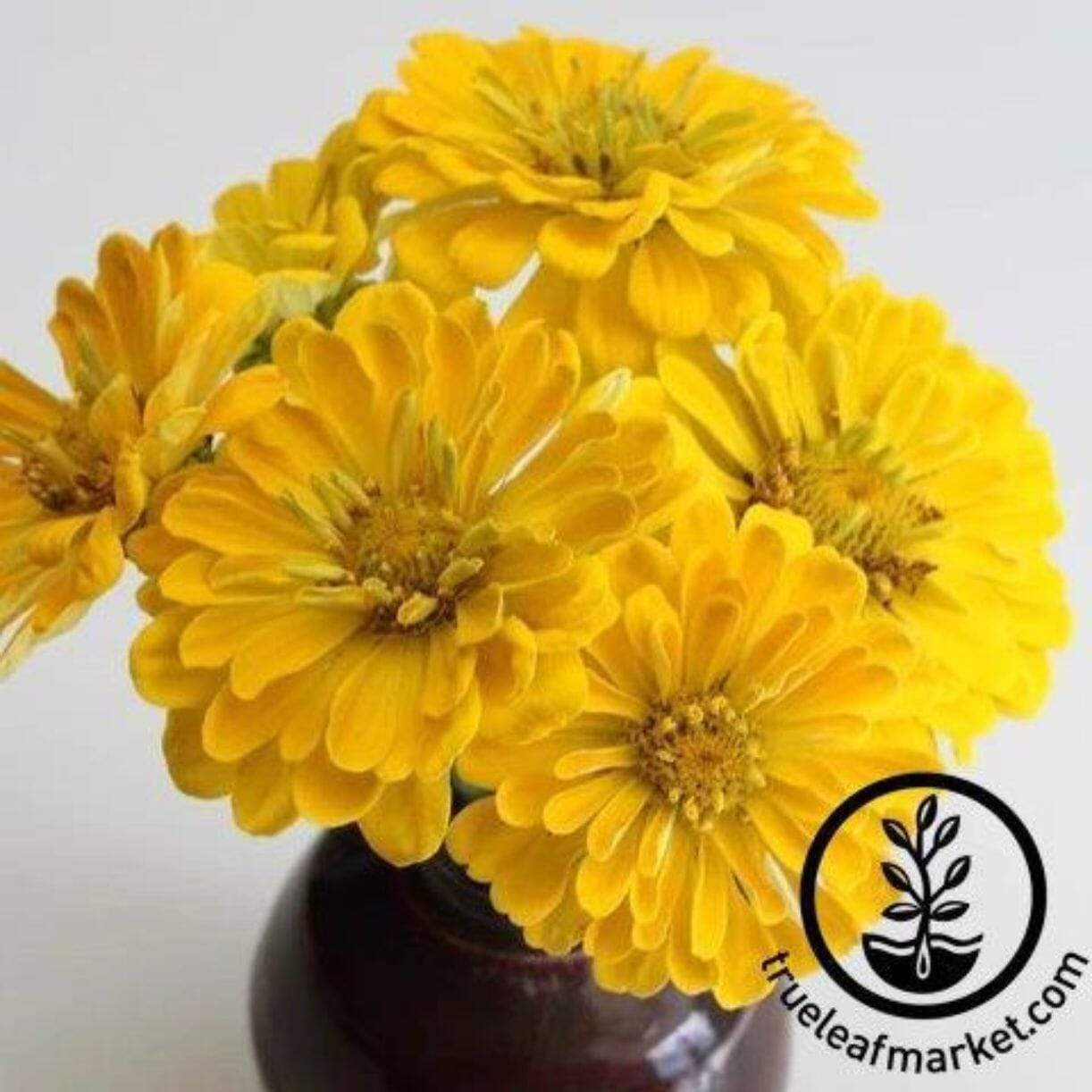 Canary Bird Zinnia
