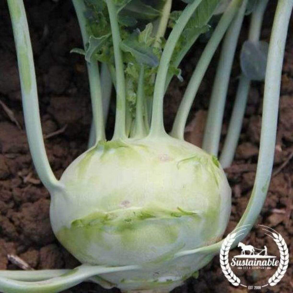 Kohlrabi