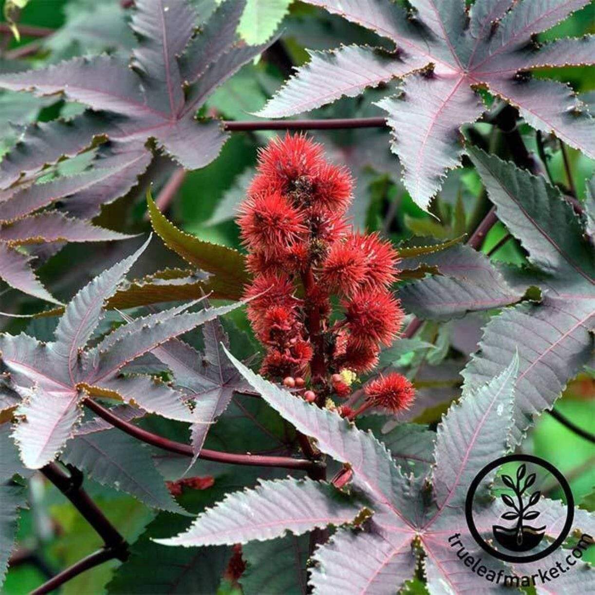 Castor Bean