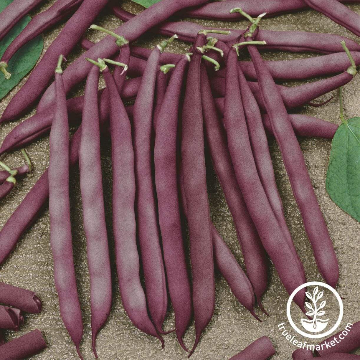 Red Swan Bean