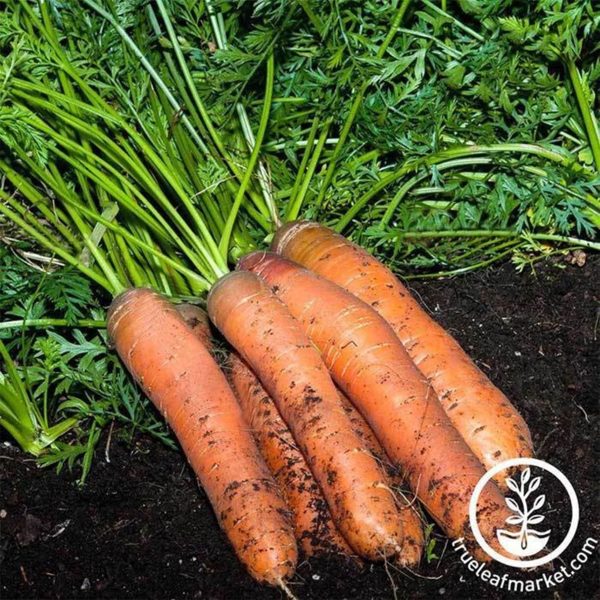 Scarlet Nantes Carrot
