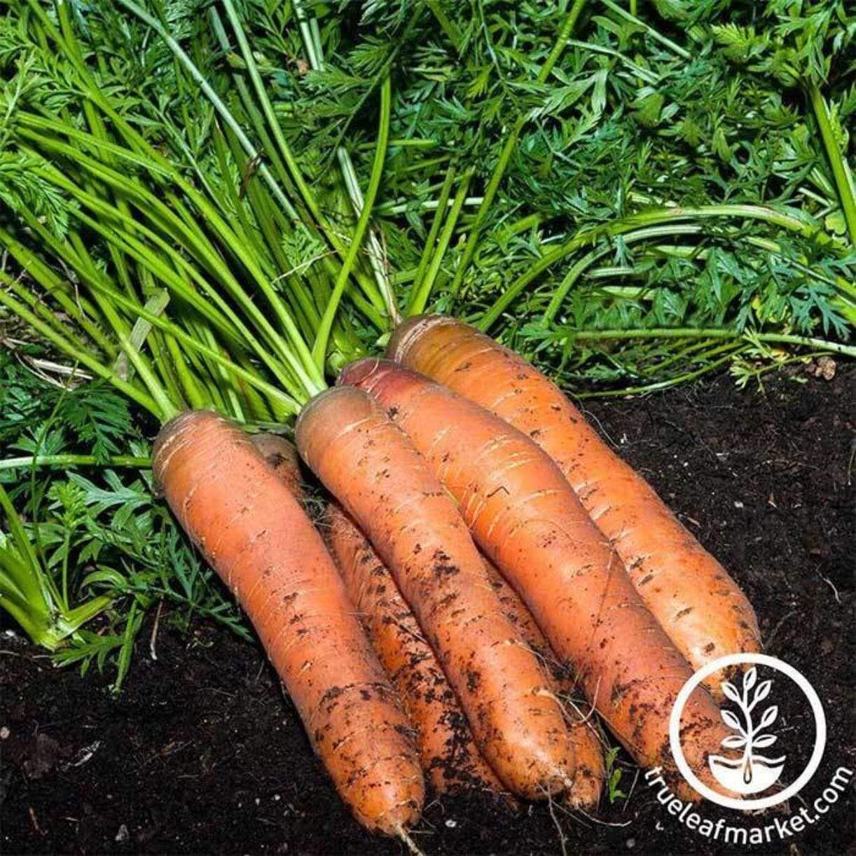 Scarlet Nantes Carrot