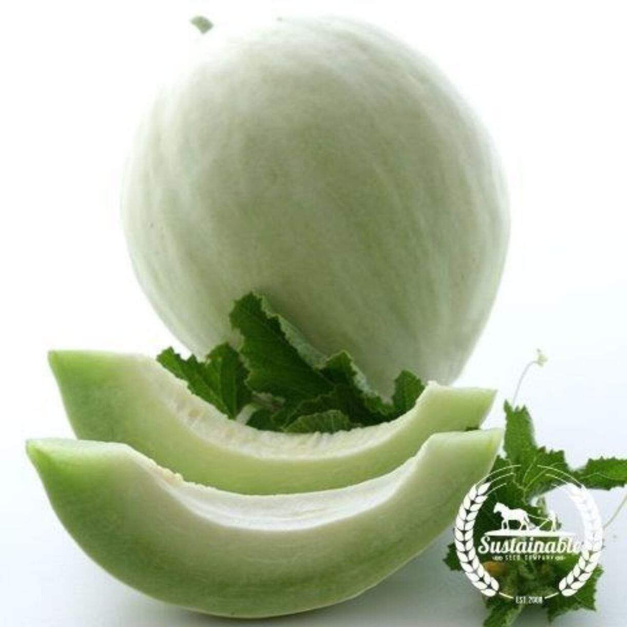 Green Flesh Melon