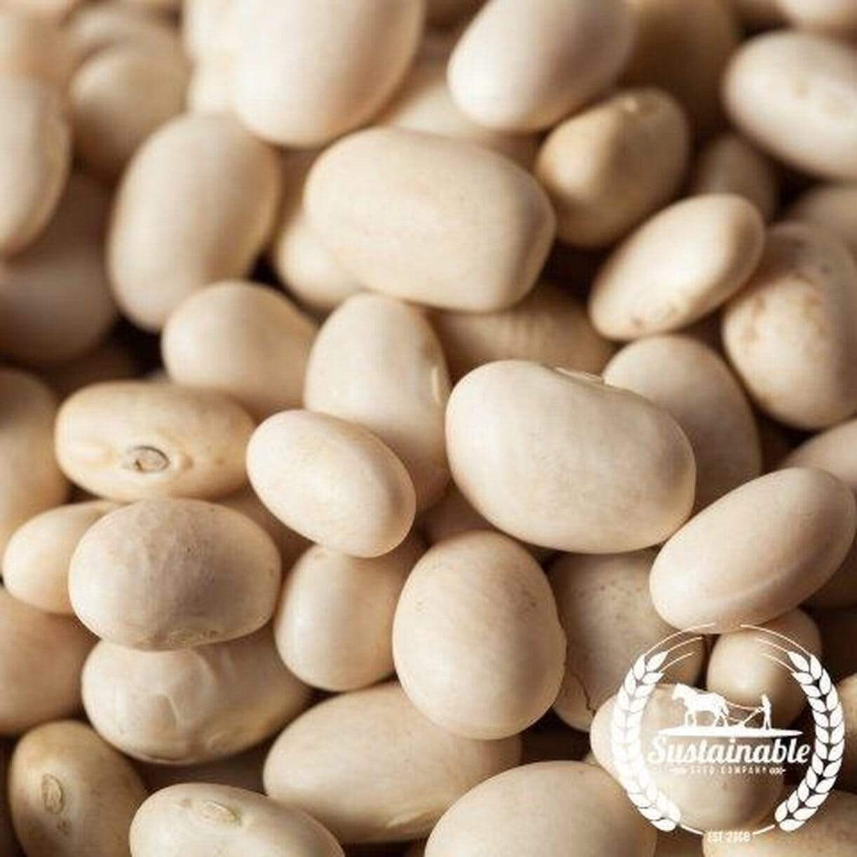 Gold Marie Bean