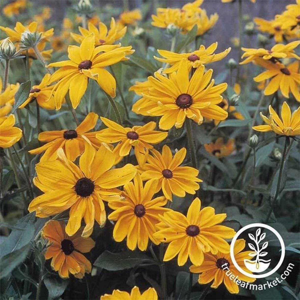 Indian Summer Rudbeckia