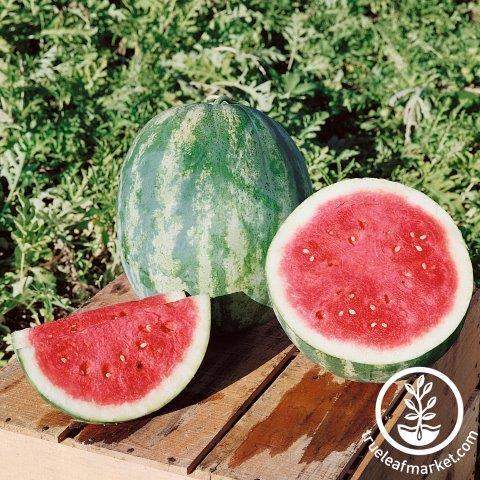Triple Sweet Watermelon