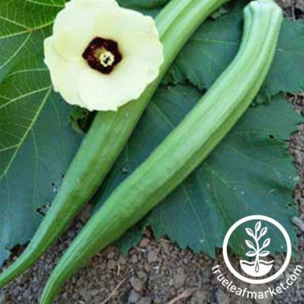 Perkins Long Pod Okra