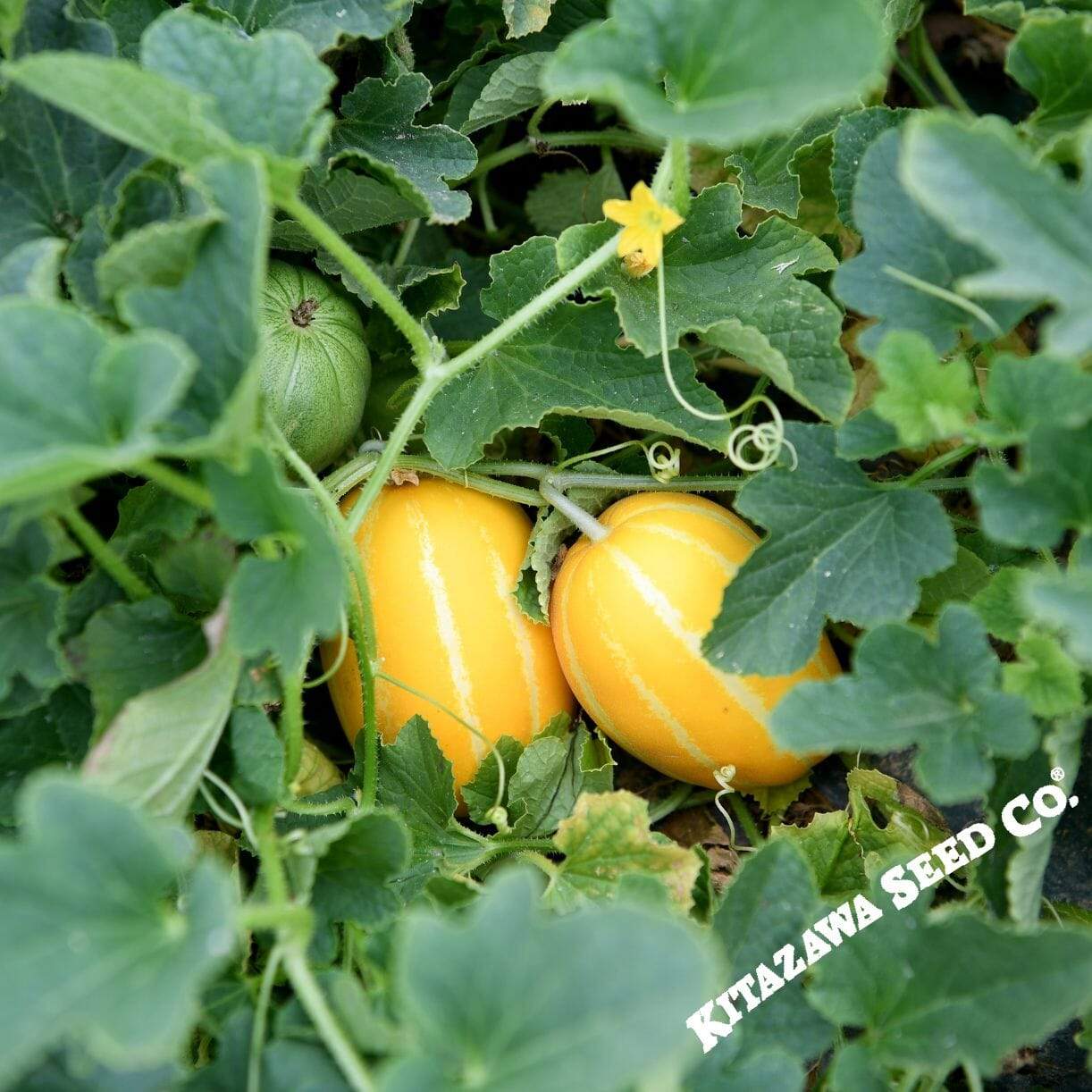 Dae Jang Geum Melon