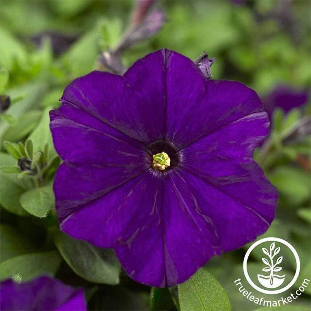 Picobella Series Petunia