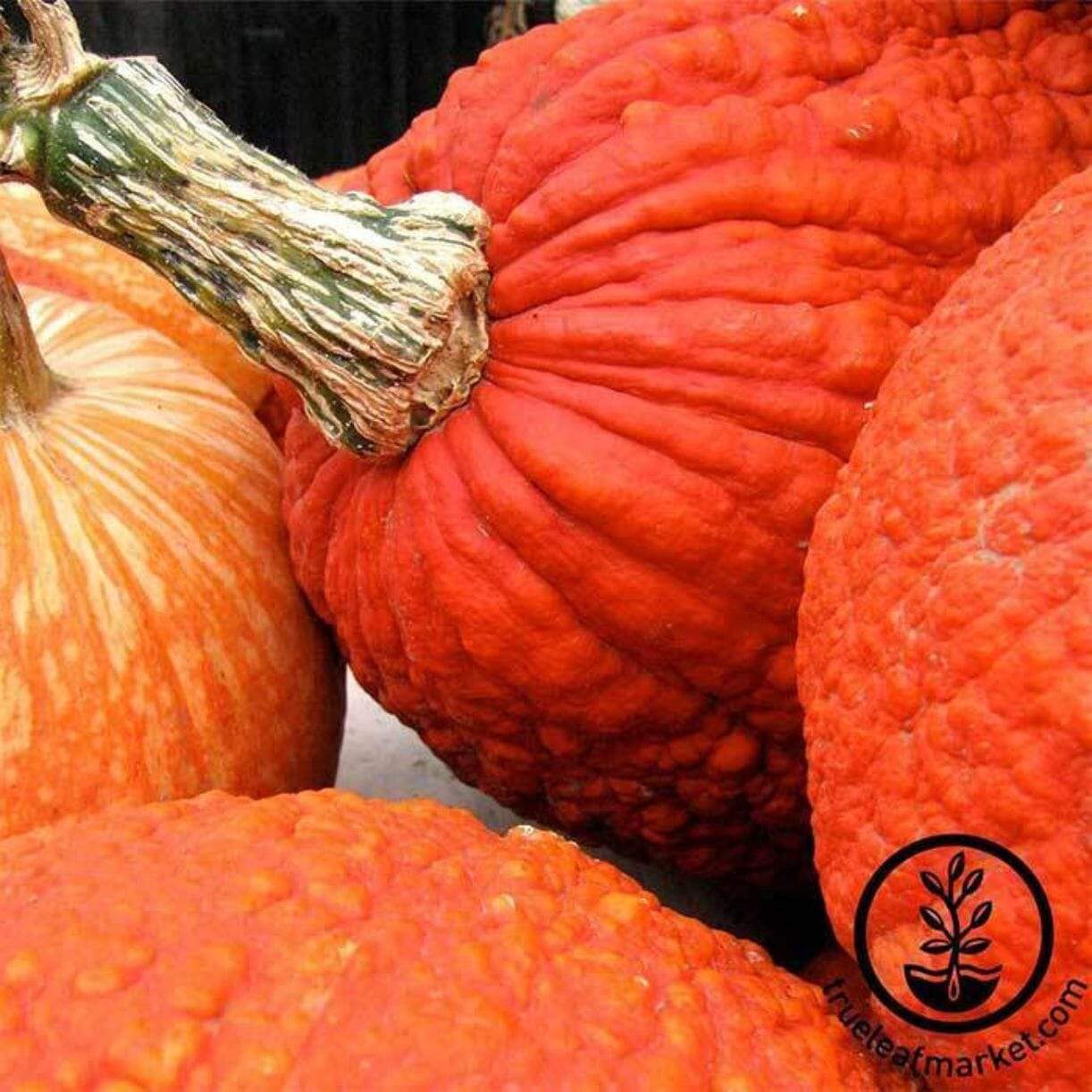 Red Warty Thing Pumpkin