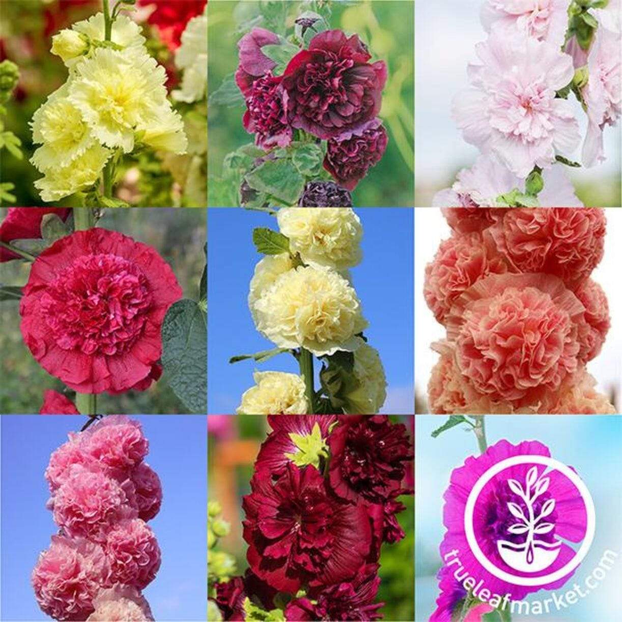 Chaters Double Mixture Hollyhock