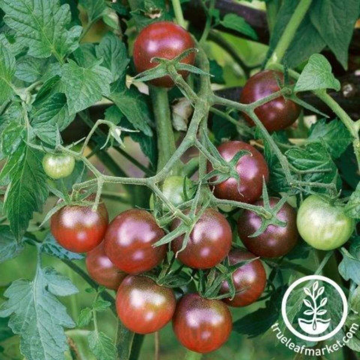 Brown Berry Tomato
