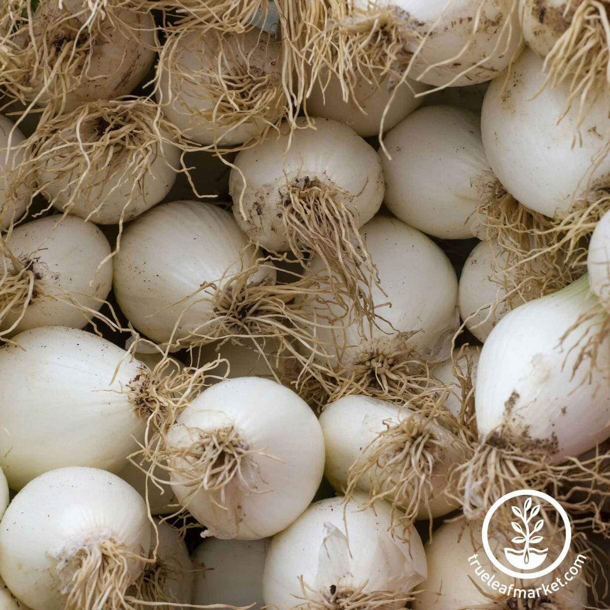 Early White Grano Prr Onion