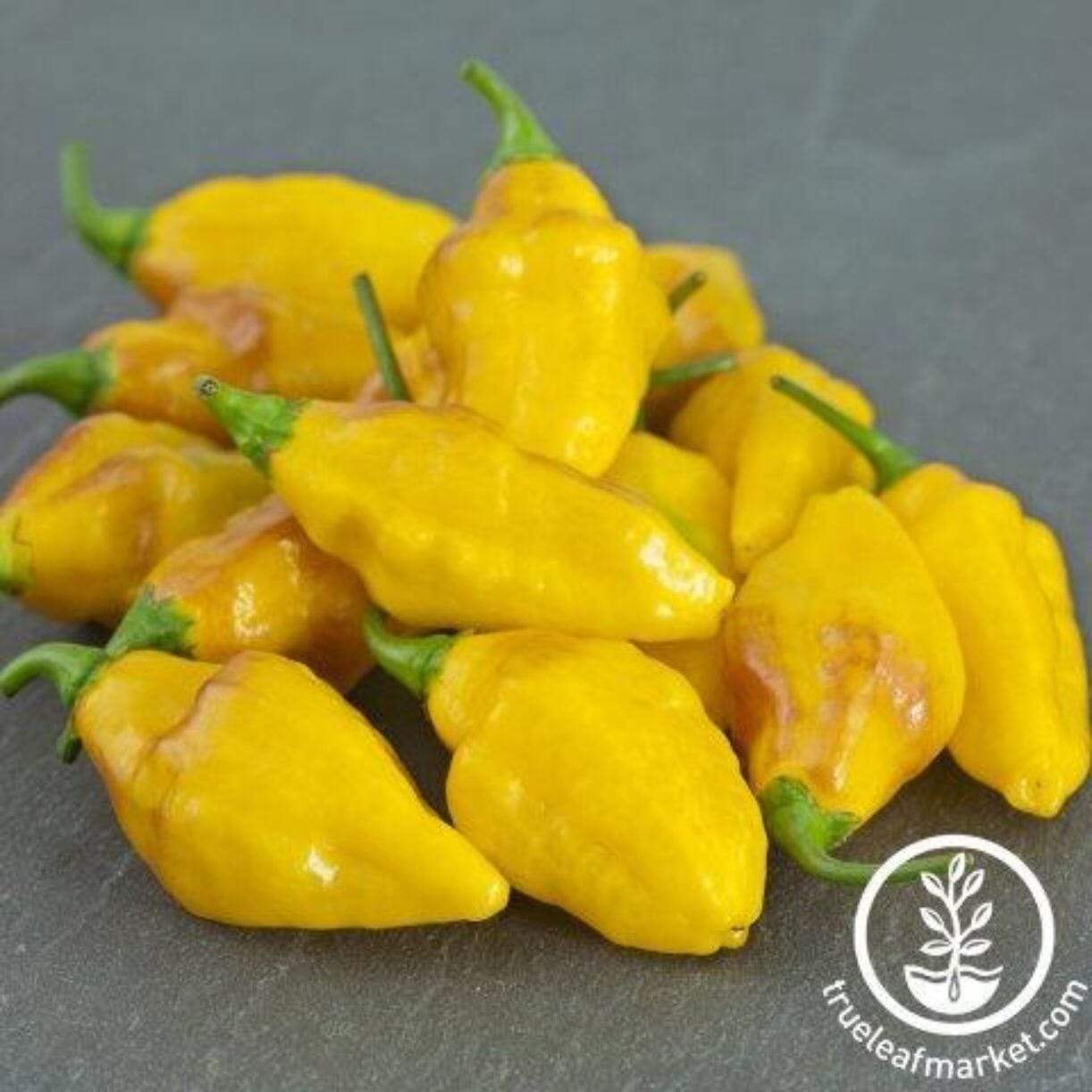 Habanero Mayan Yellow Pepper