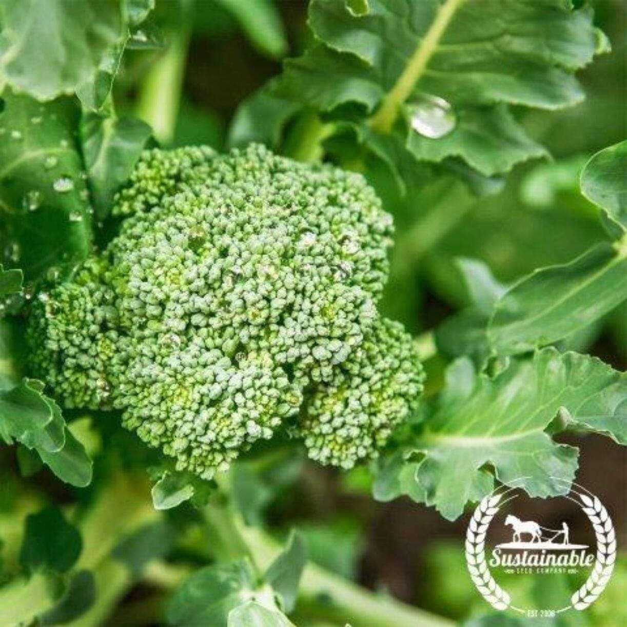 Di Cicco Broccoli