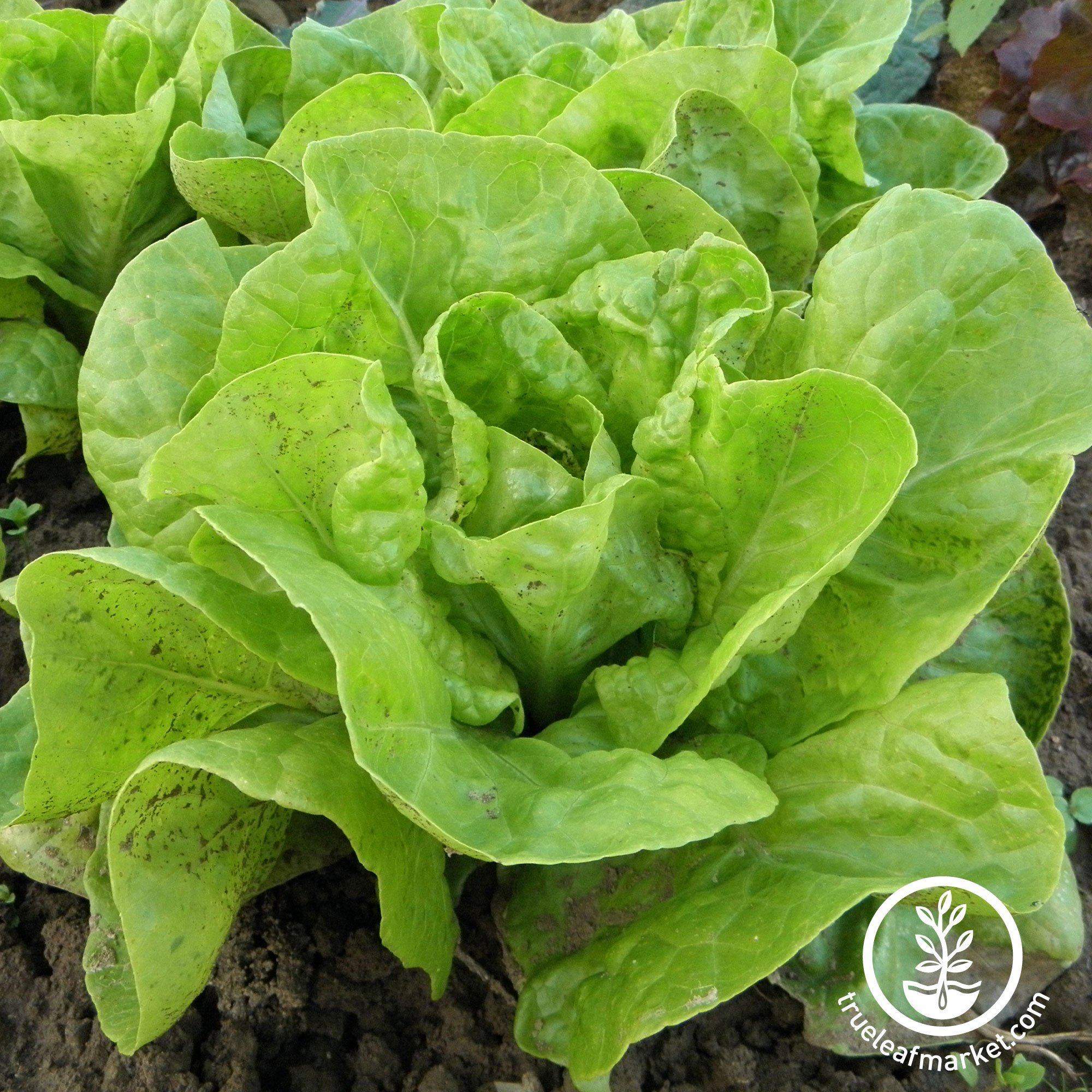 All Year Round Lettuce