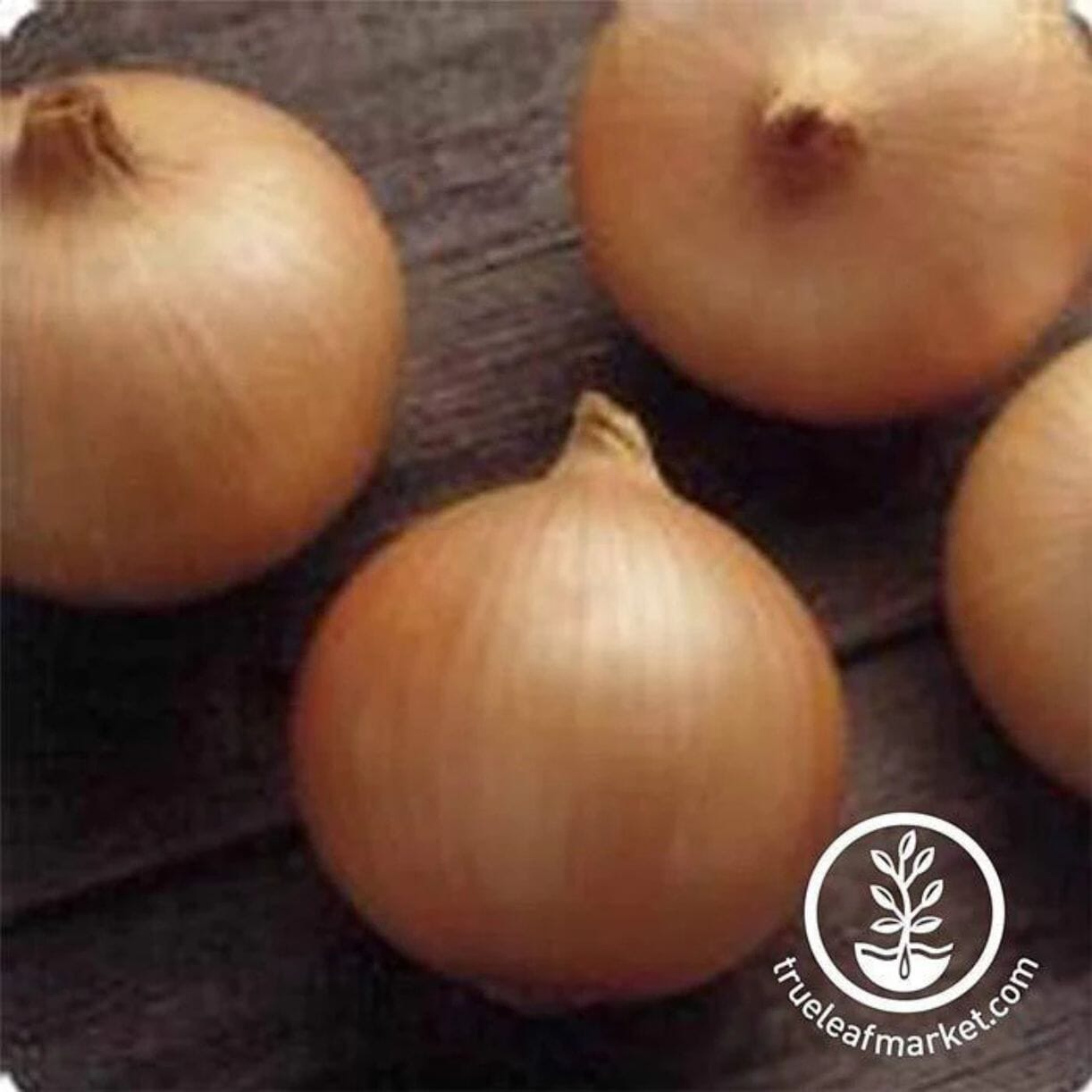 Candy Onion