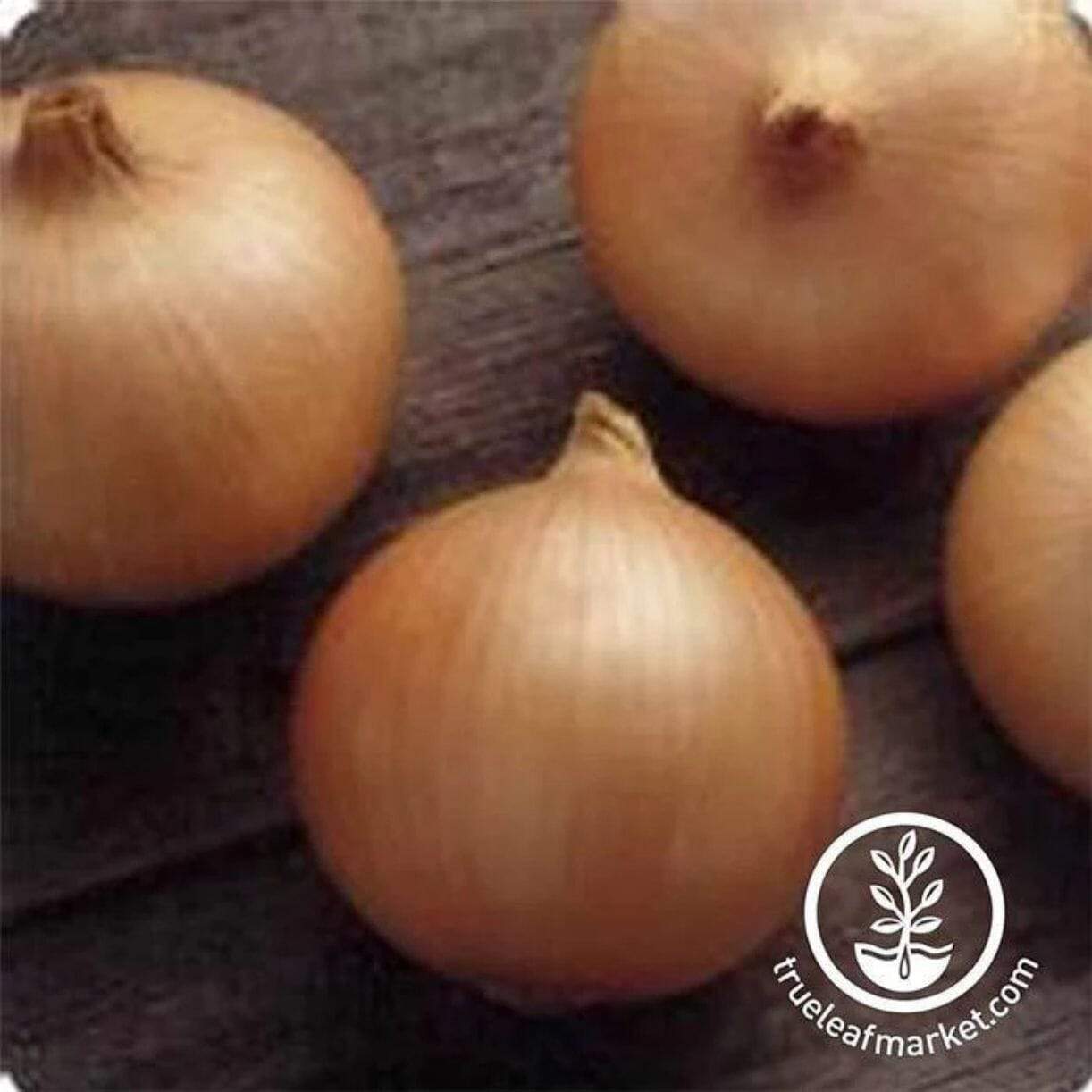 Candy Onion