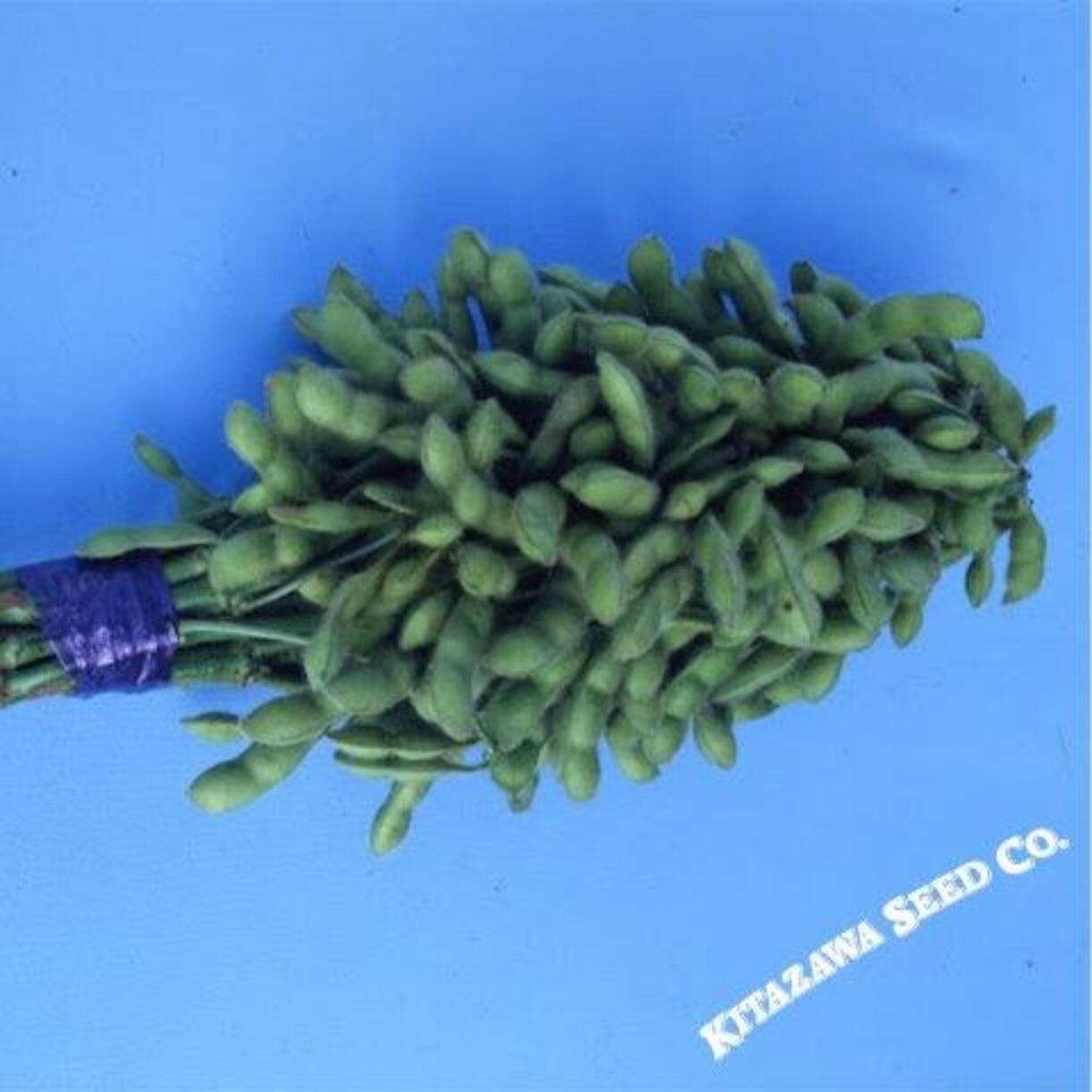 Karikachi #3 Edamame Soybean