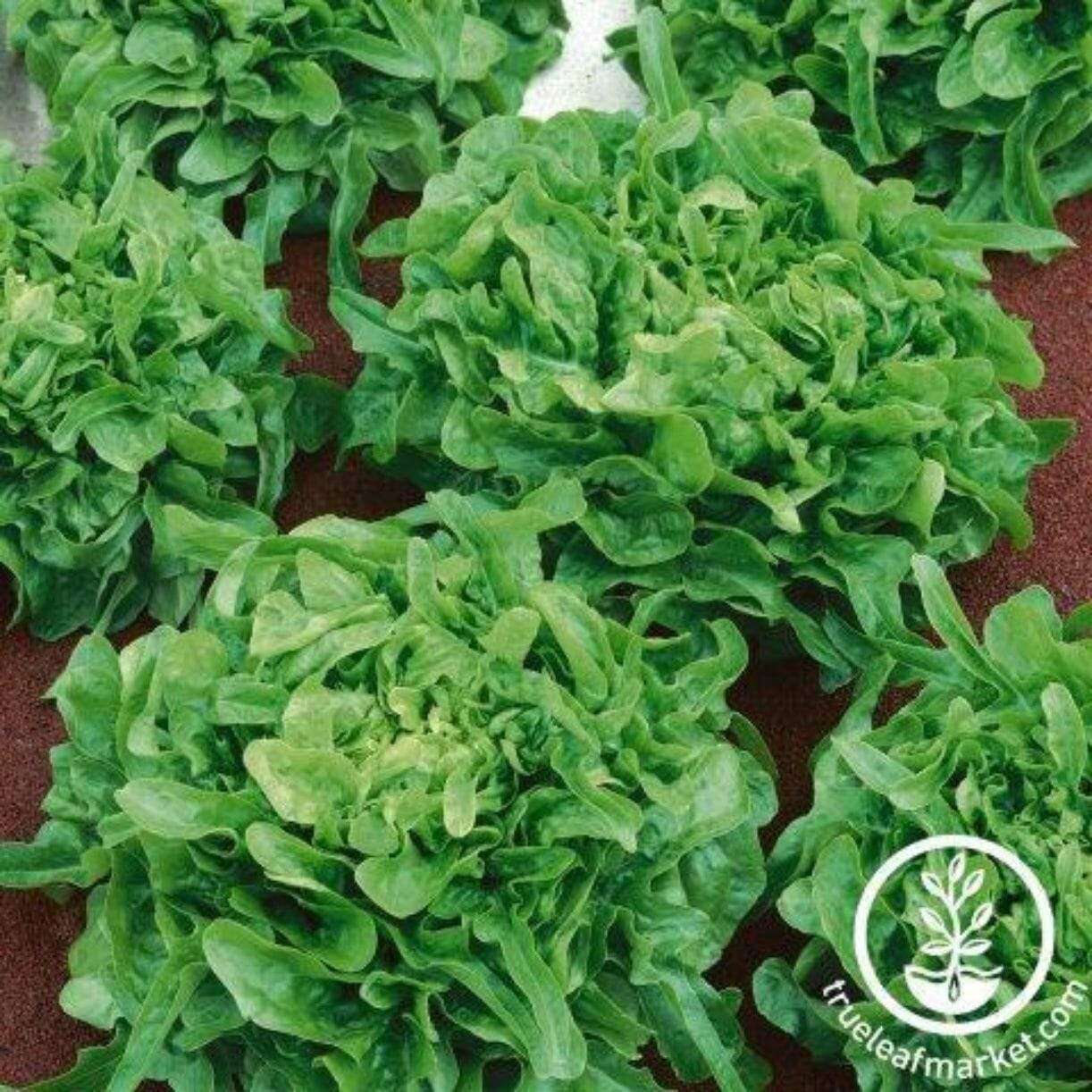 Sandy Lettuce