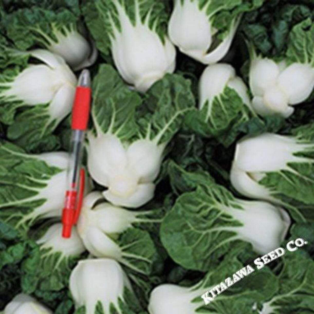 Hotau Improved Cabbage
