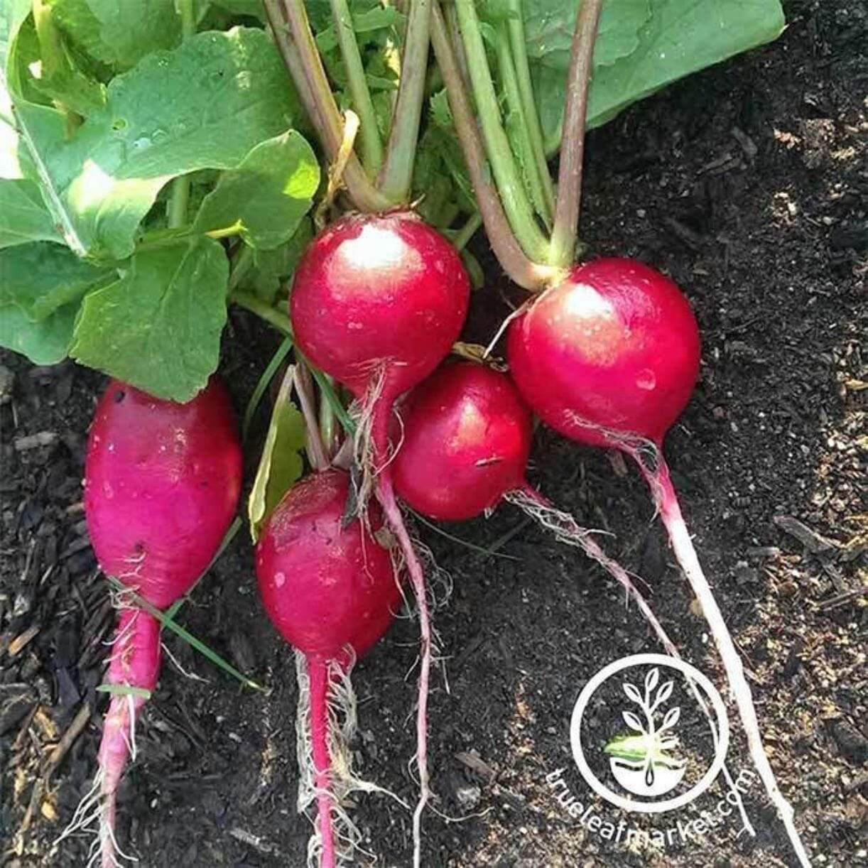 German Giant Radish