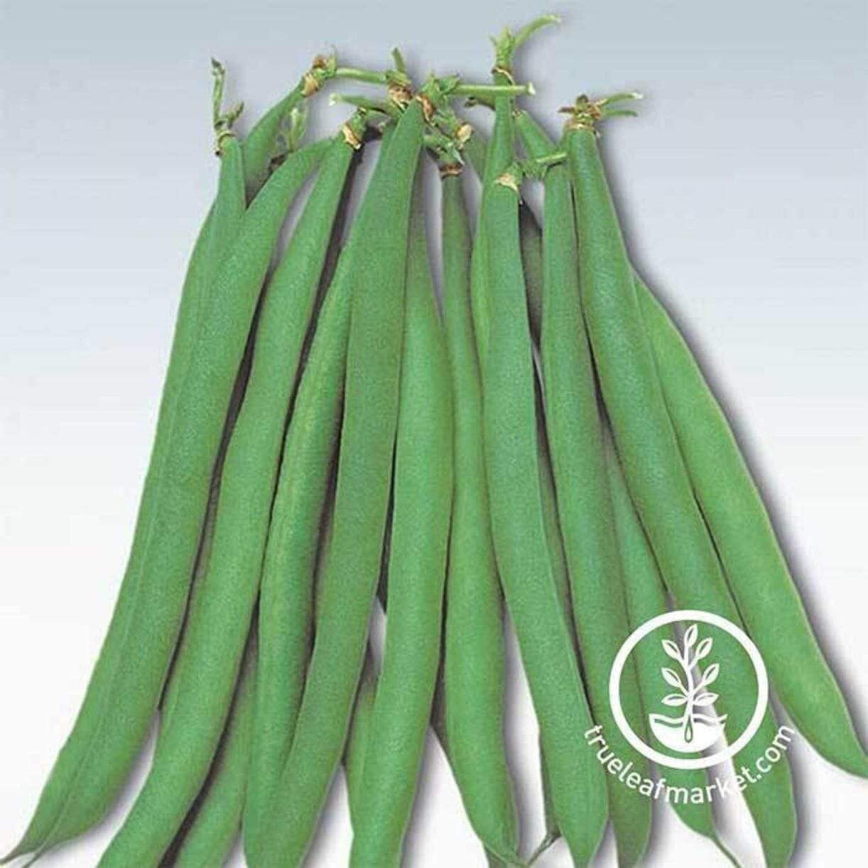 Masai Bean