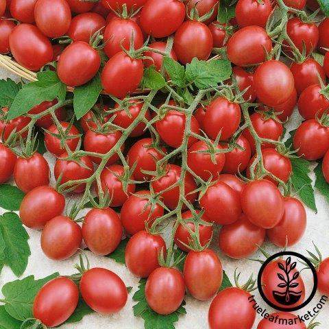 Gum Drop Pink Tomato