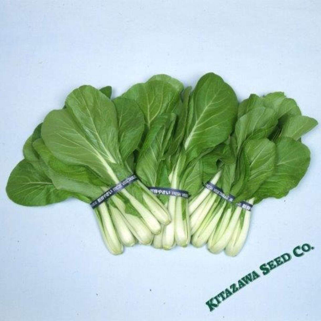 Osaka Shirona Chinese Cabbage