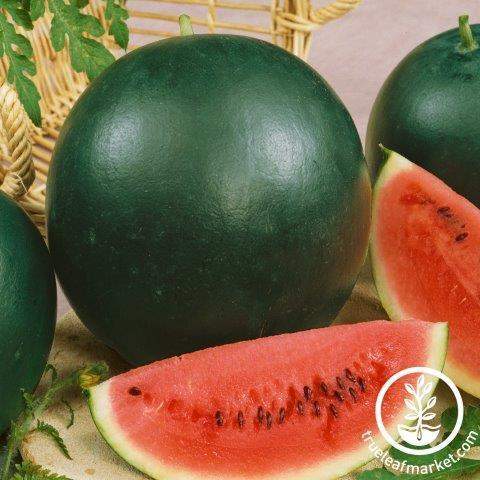 Splendor Watermelon