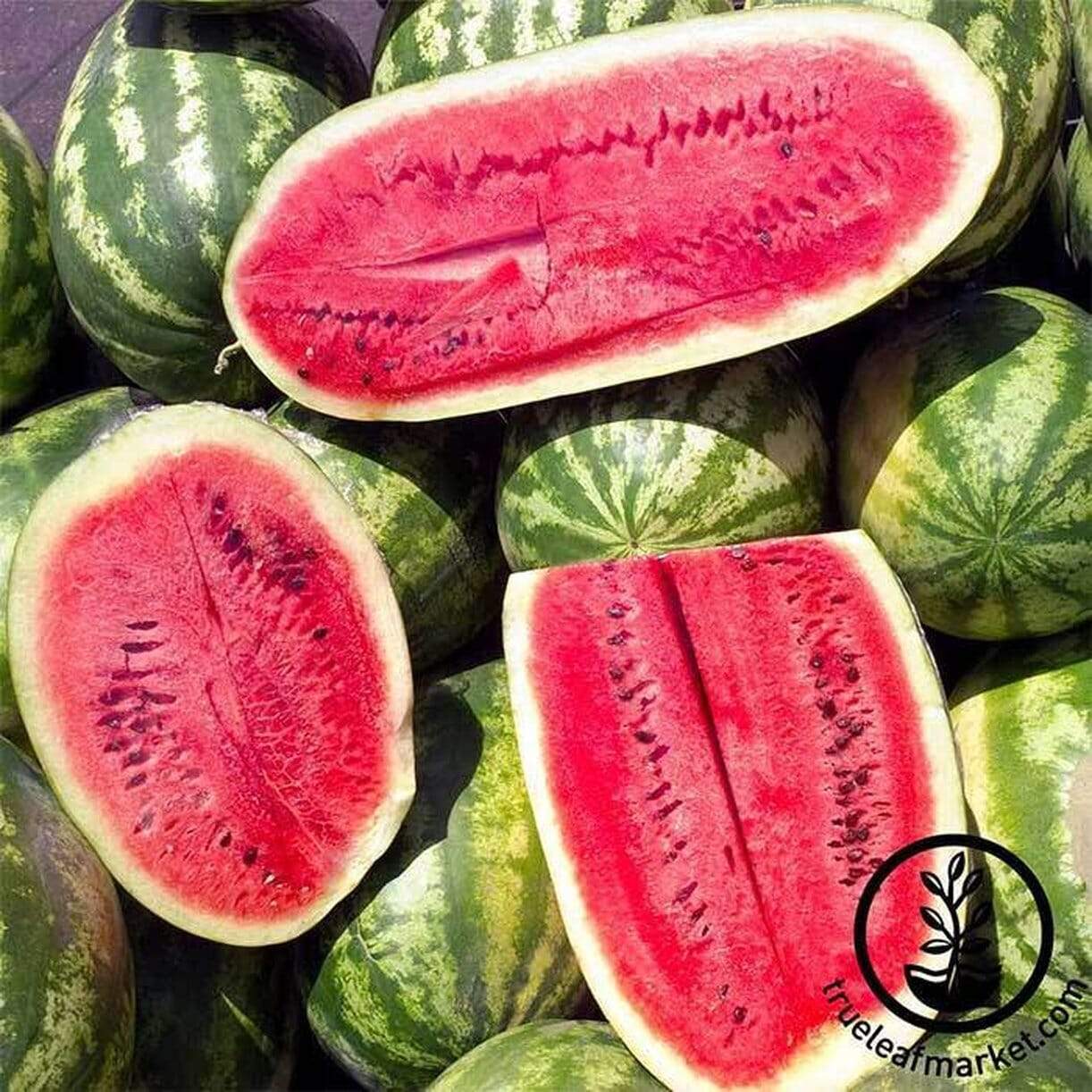 Sweet Beauty Watermelon