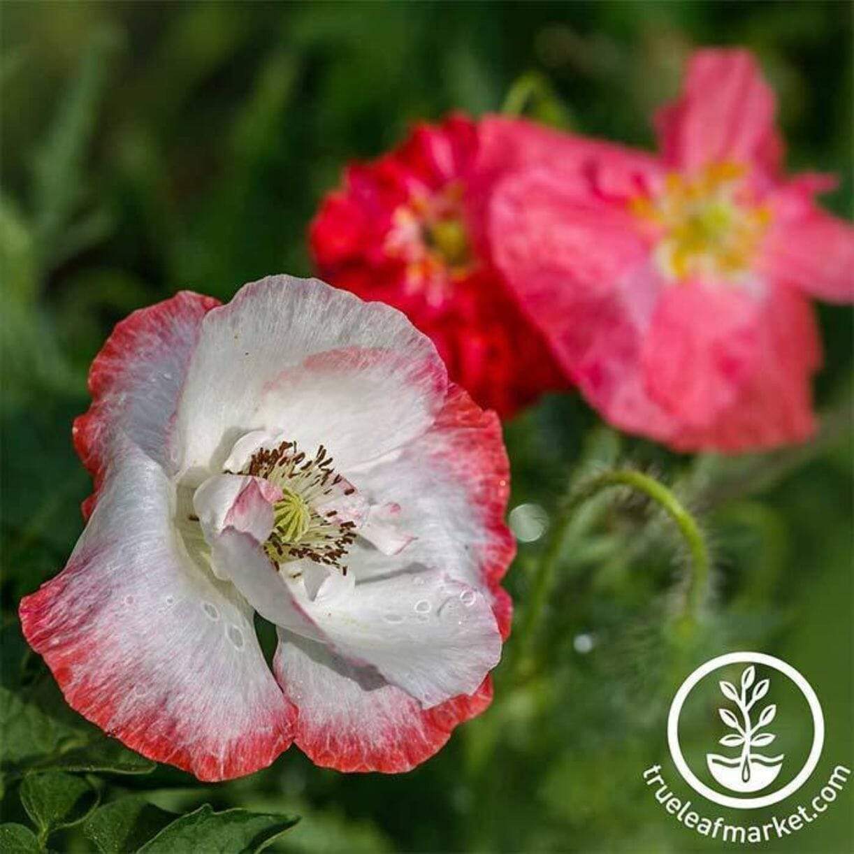 Double Mixed Shirley Poppy