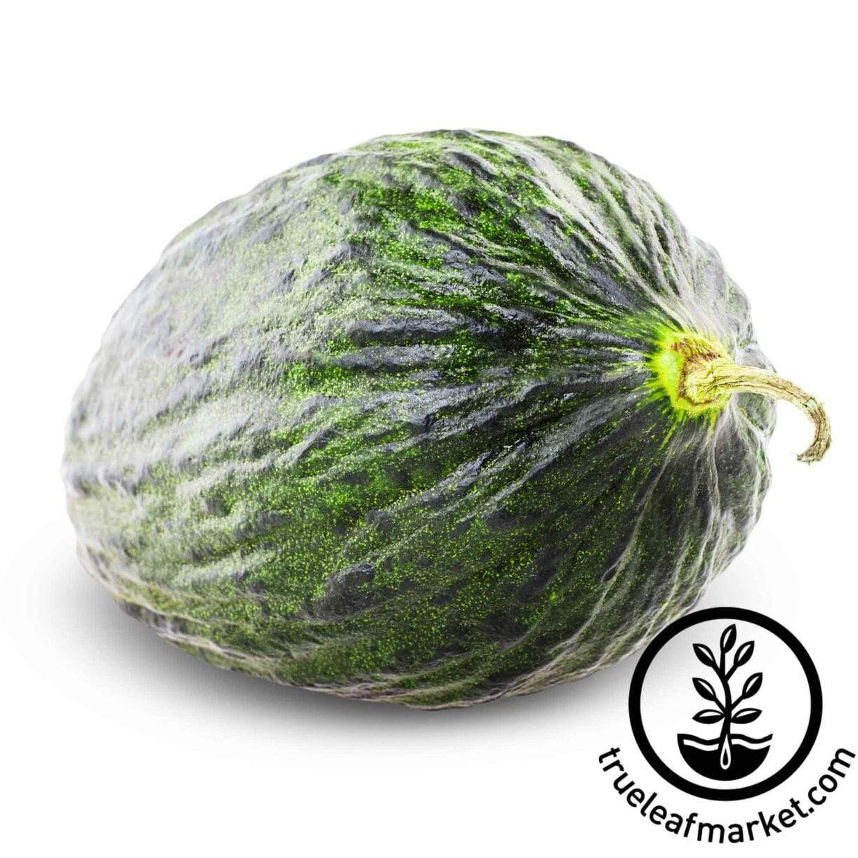 Valencia Early Melon